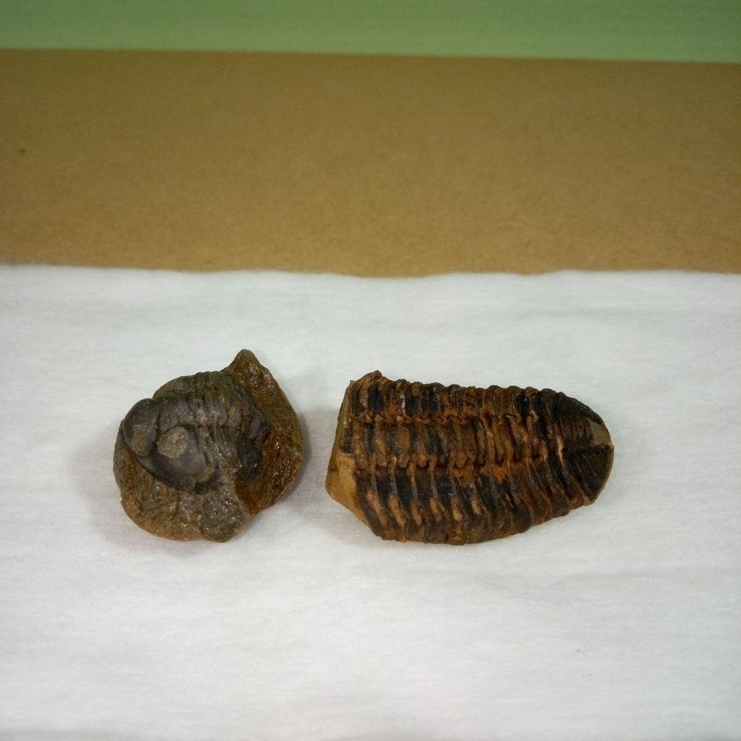 三葉虫　化石　fossil　ボリビア産　レア　Fossil判別⑤