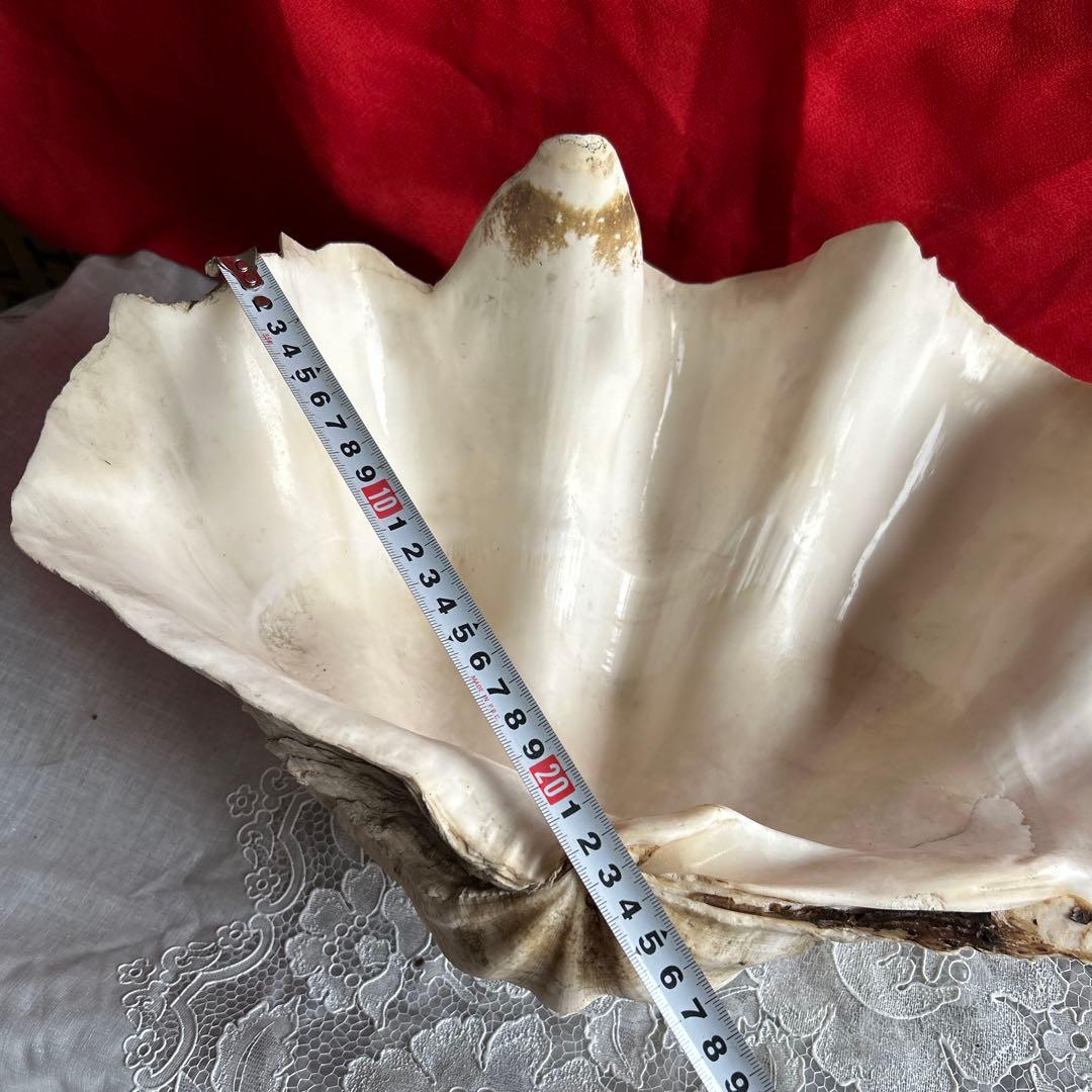 貝殻 ボウル型 レイアウト用品 大きめ42センチ