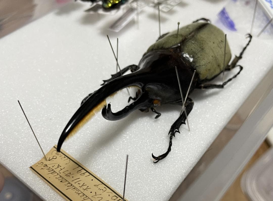 ヘラクレスオオカブト ブルー 標本 野外品
