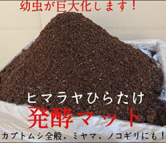 デカクなりすぎ注意！ヒマラヤひらたけ発酵マット　産卵にも！増量100リットル