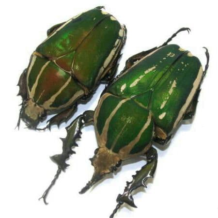 南コンゴ産 ポギーオオツノカナブン 奇形ペア 81mm 63mm