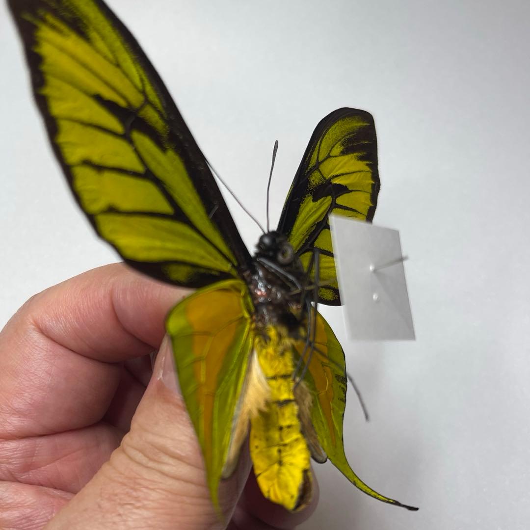 極楽トリバネアゲハ蝶