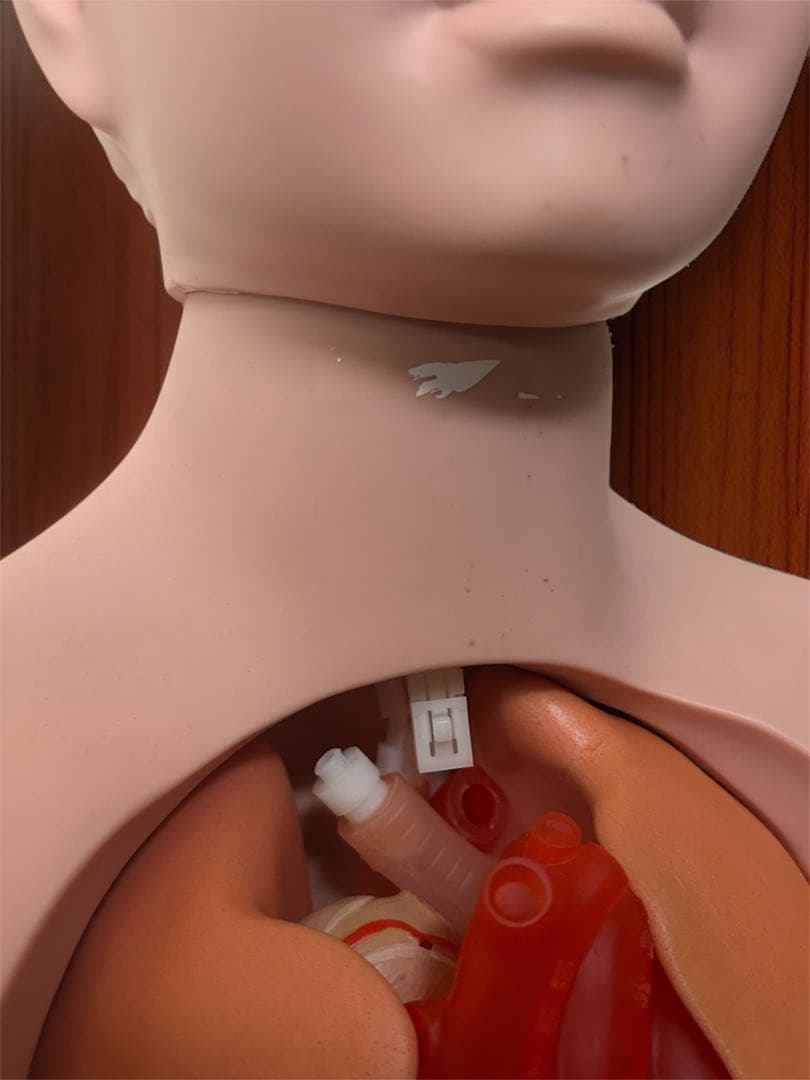 人体模型　タッちゃん