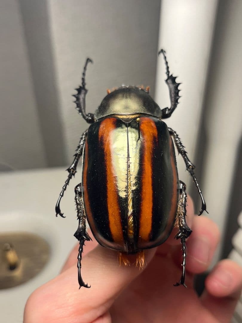 【手長黄金最高峰】セスジドウナガテナガコガネ ♀標本 プラチナコガネ