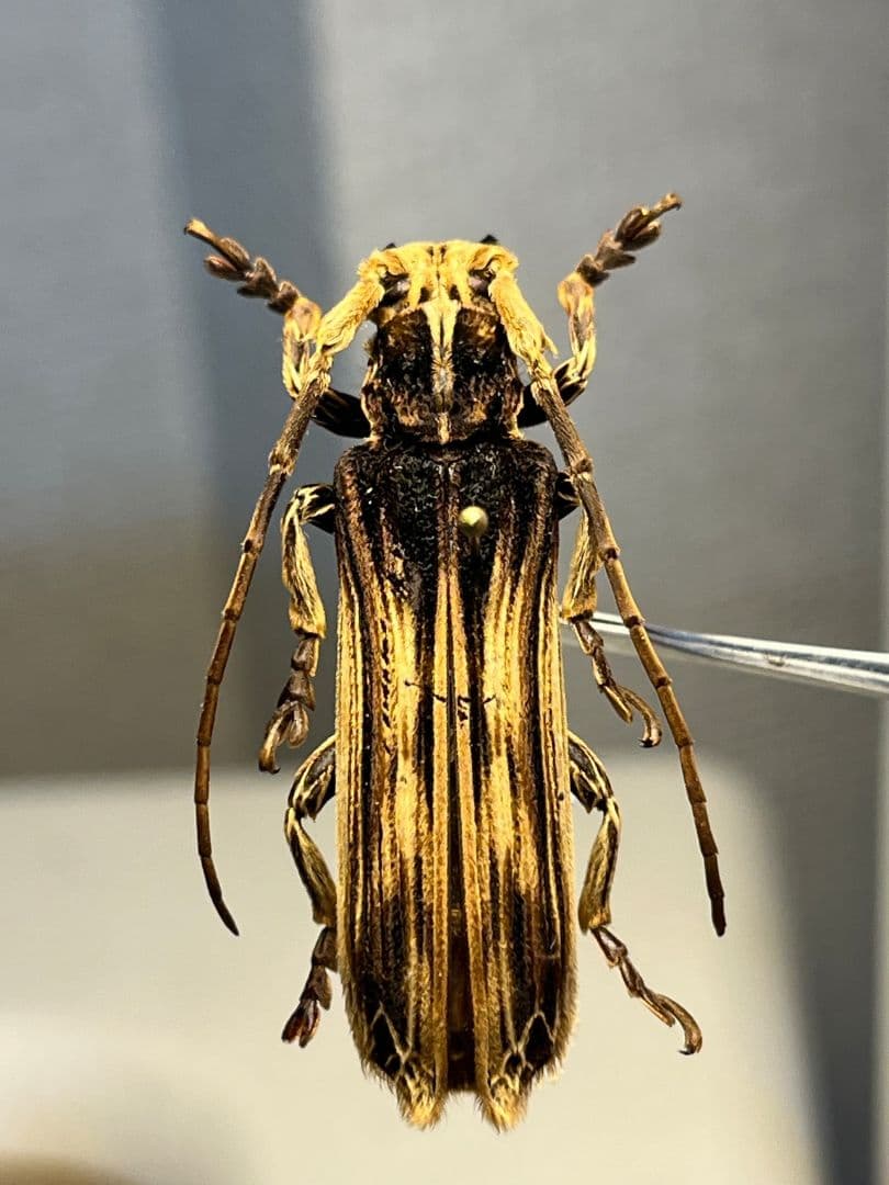 【43mm】キノハダカミキリ 標本 タテスジケブカカミキリ 天牛 甲虫