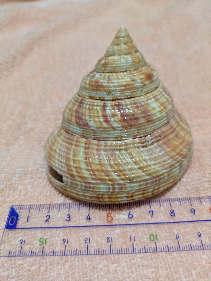 貝殻　オキナエビスガイ　オキナエビス