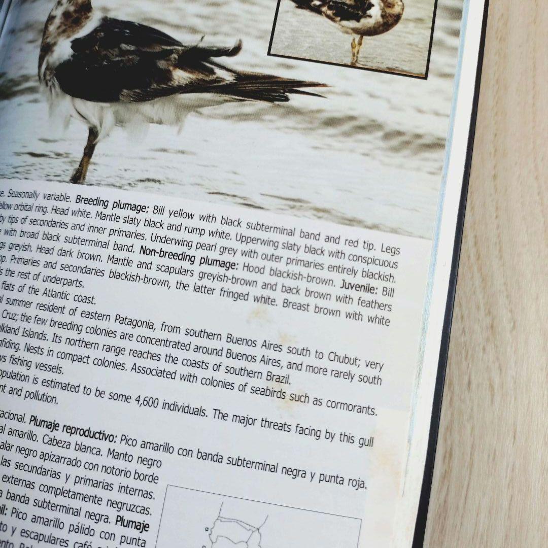 パタゴニア ティエラ・デル・フエゴ 南極半島の鳥　鳥類の写真ガイドブック