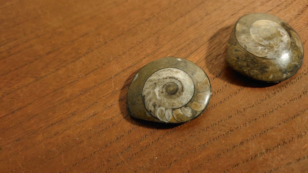 アンモナイト　恐竜　古代貝　化石　標本　鑑賞品　博物館保存　２個