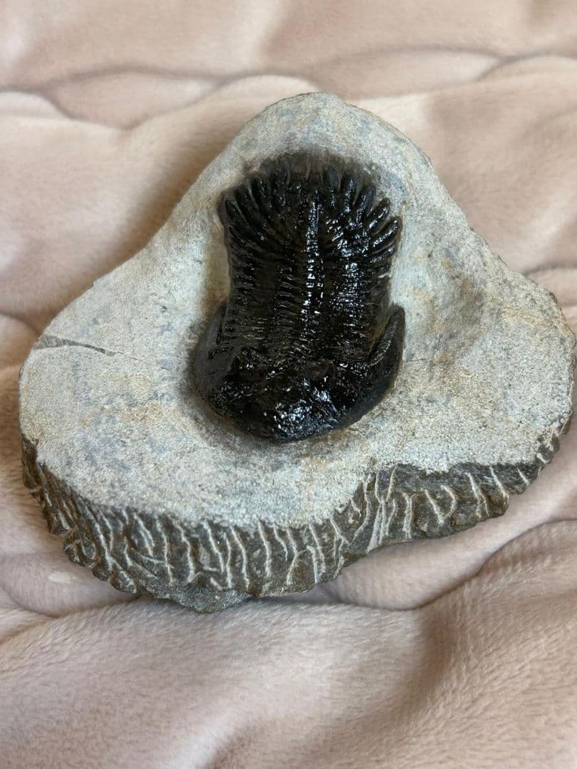 三葉虫モロッコ産⑥ホラルドプスHollardops？化石デボン紀修復跡有り
