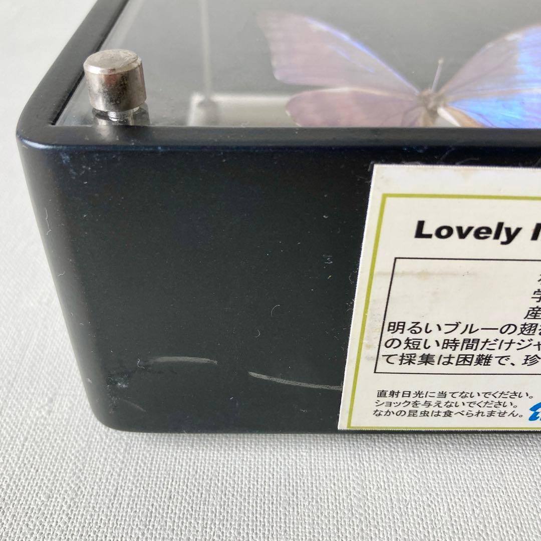 アドニスモルフォ 蝶 標本 エルアイエス社