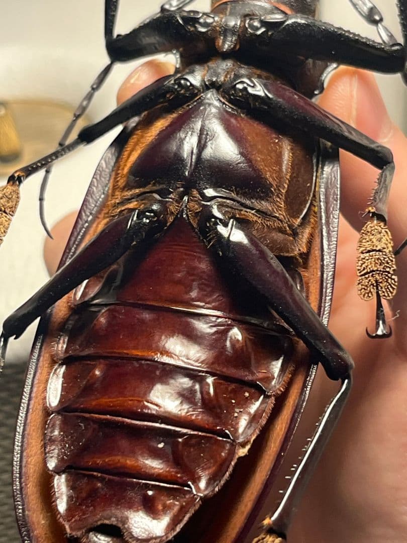 【131mm】タイタンオオウスバカミキリ カブトムシクワガタハナムグリ標本