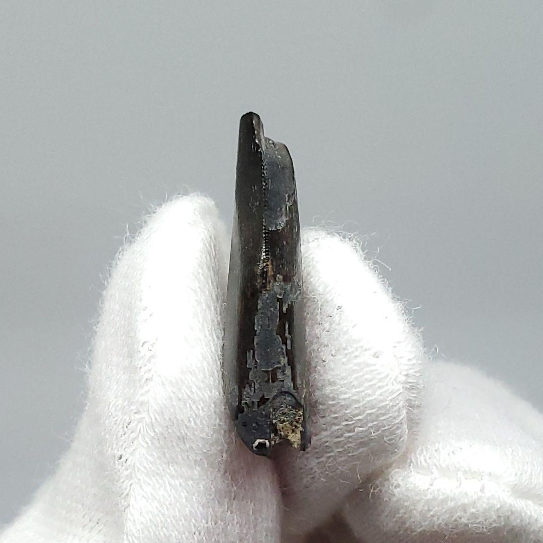 博物館級 ケラトサウルス 化石 骨 歯 恐竜 本物 ポルトガル産 fr78