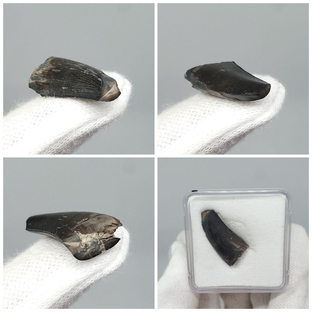 博物館級 ケラトサウルス 化石 骨 歯 恐竜 本物 ポルトガル産 fr78