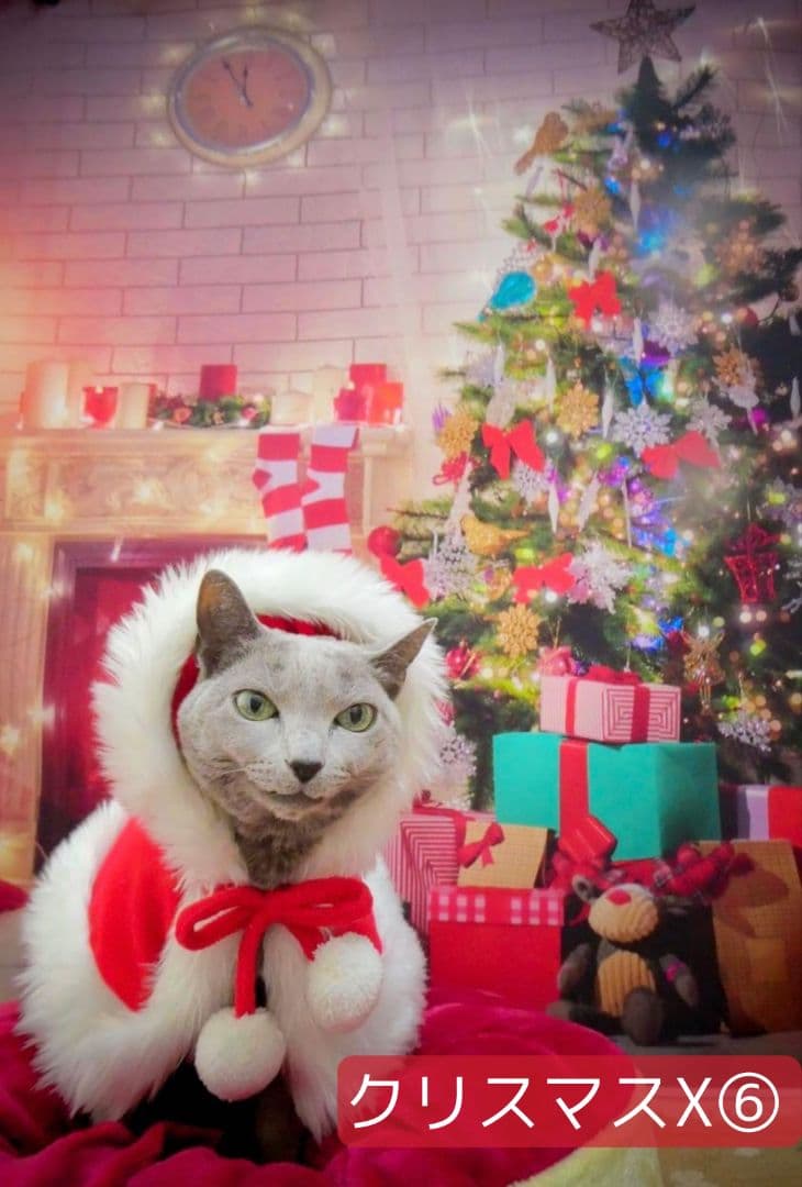 背景布×10+2　ペット撮影用フォトブース　トリミングチョーカー販売中　Xmas