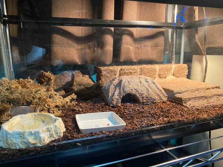 爬虫類シェルター、バックボード作成