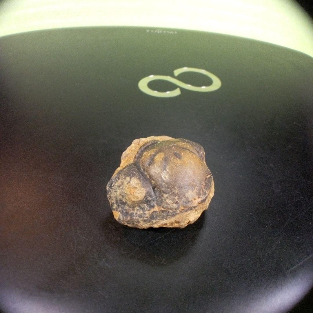 三葉虫　化石　fossil　ボリビア　trilobite　海生動物　三葉虫識別⑩