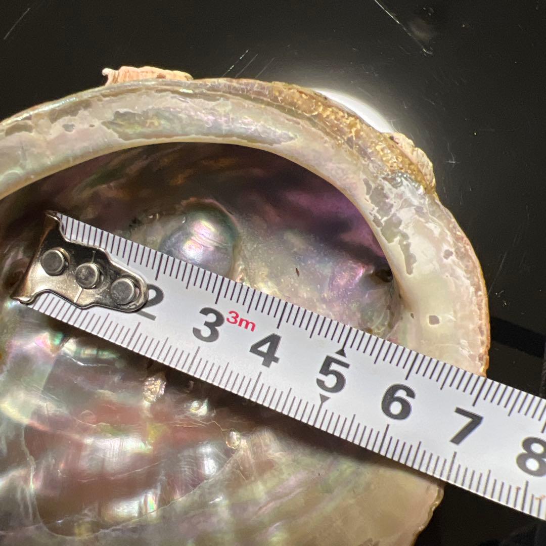 鮑玉　アワビの貝殻　アバロンパール　真珠付き約1cm強