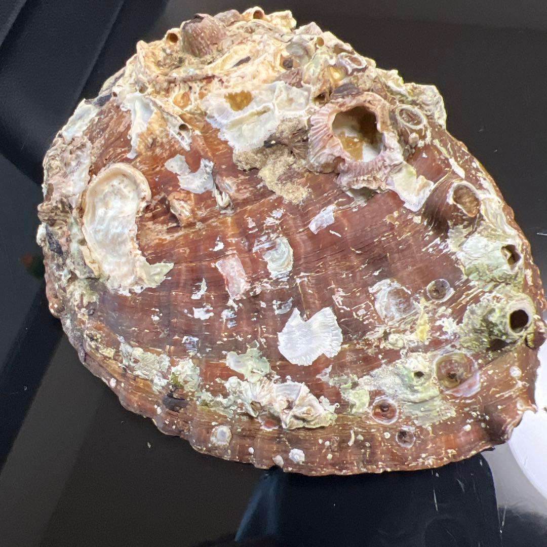 鮑玉　アワビの貝殻　アバロンパール　真珠付き約1cm強