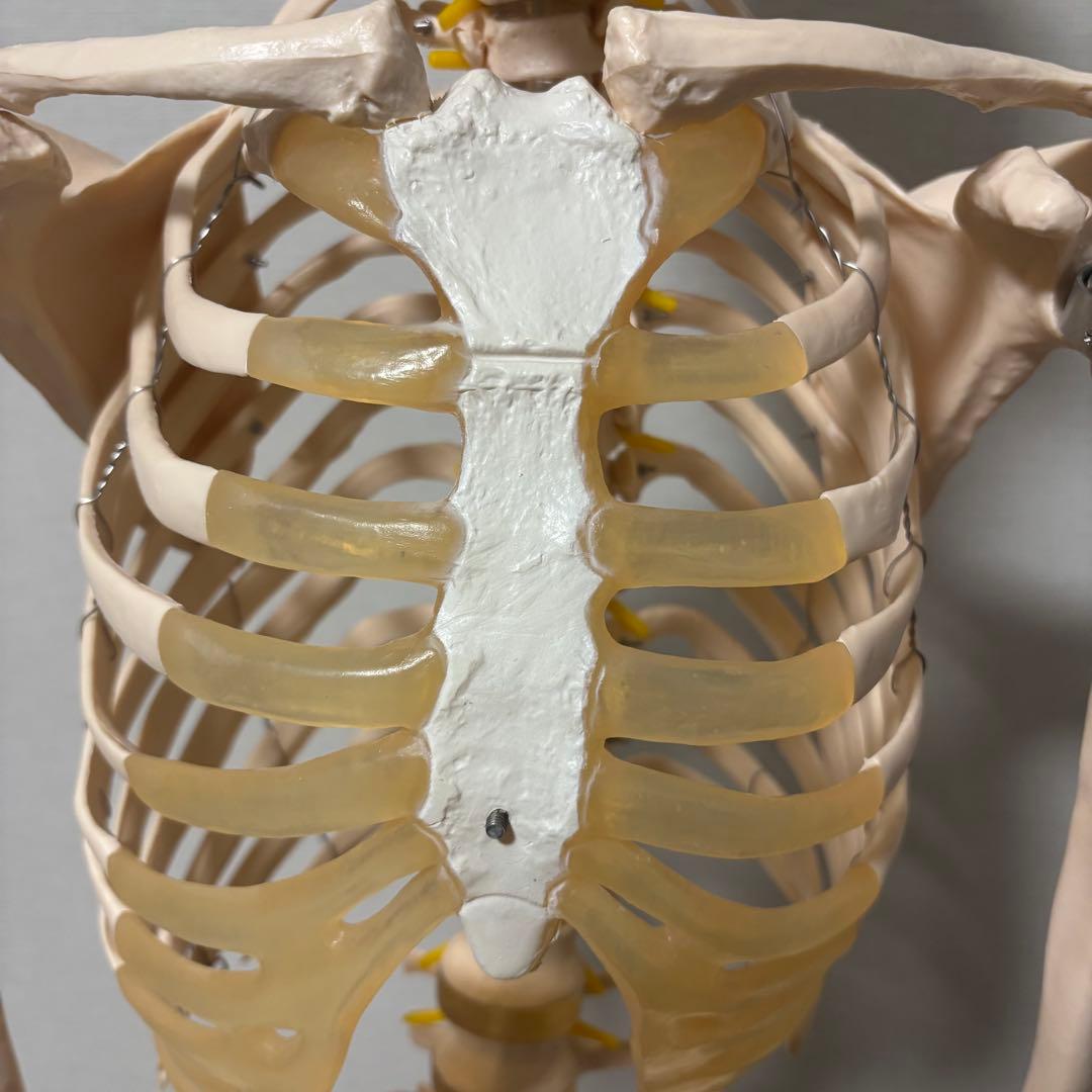 【chii_ricy】等身大 約170cm 骨模型 骨格標本 骨格模型