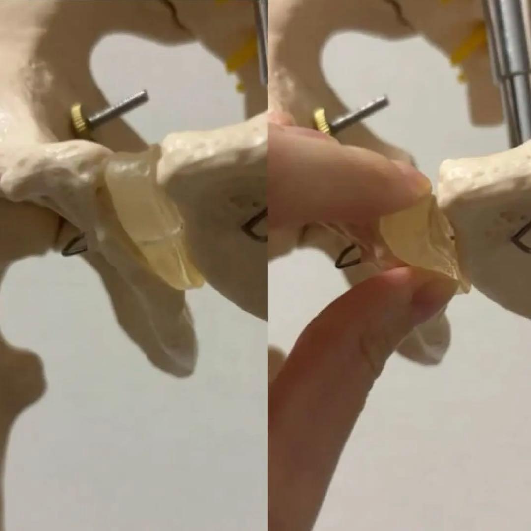 【chii_ricy】等身大 約170cm 骨模型 骨格標本 骨格模型