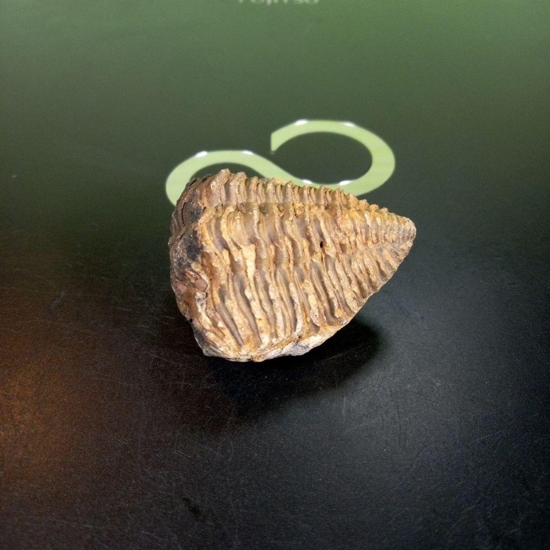 三葉虫　化石　fossil　ボリビア産　trilobite　海生動物識別②