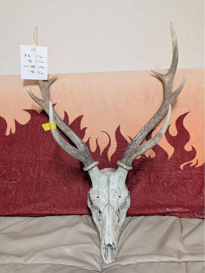 【19個限定】下栗の里　日本鹿　スカル　No.19