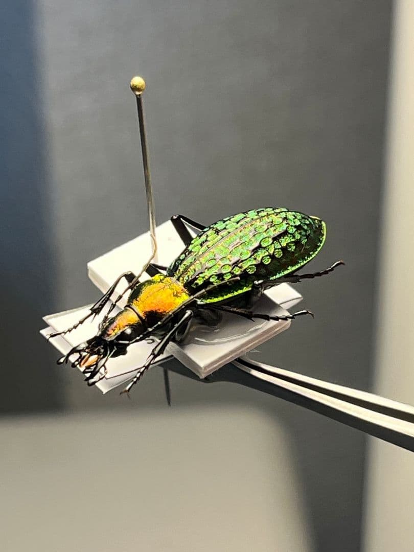 【28mm】シュレンククビナガオサムシ カブリモドキ オサムシ標本 オサムシ