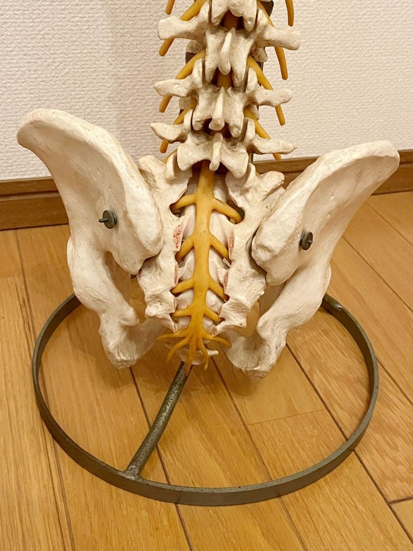 『SOMSO』ドイツ製 ソムソ スタンド付き 脊椎骨格模型　骨格模型