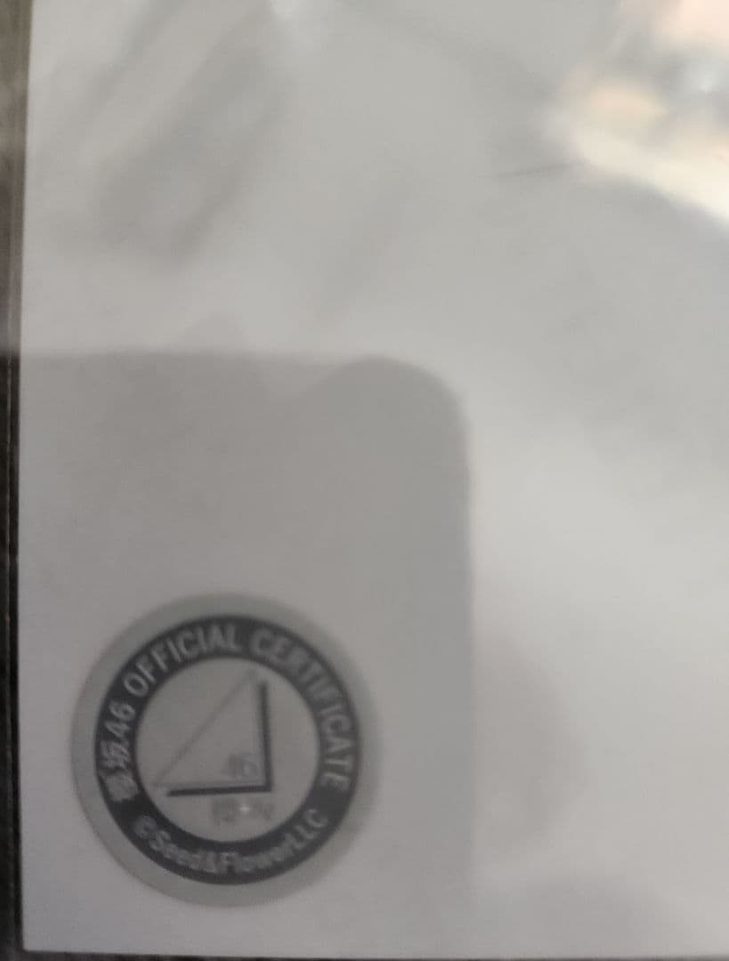 「千の夜を超えた。」櫻坂　生写真　遠藤理子