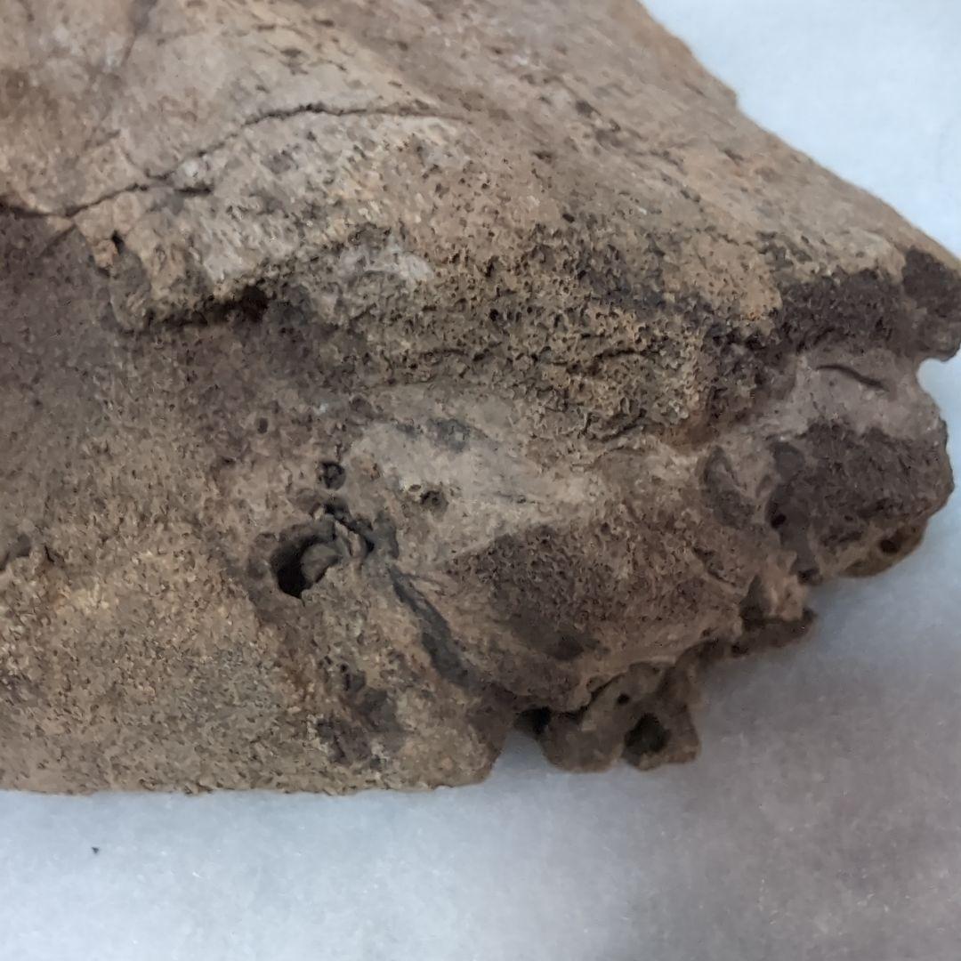 本物特大　博物館級　恐竜　ハドロサウルスの脛骨　化石　モンタナ　ネームプレート付