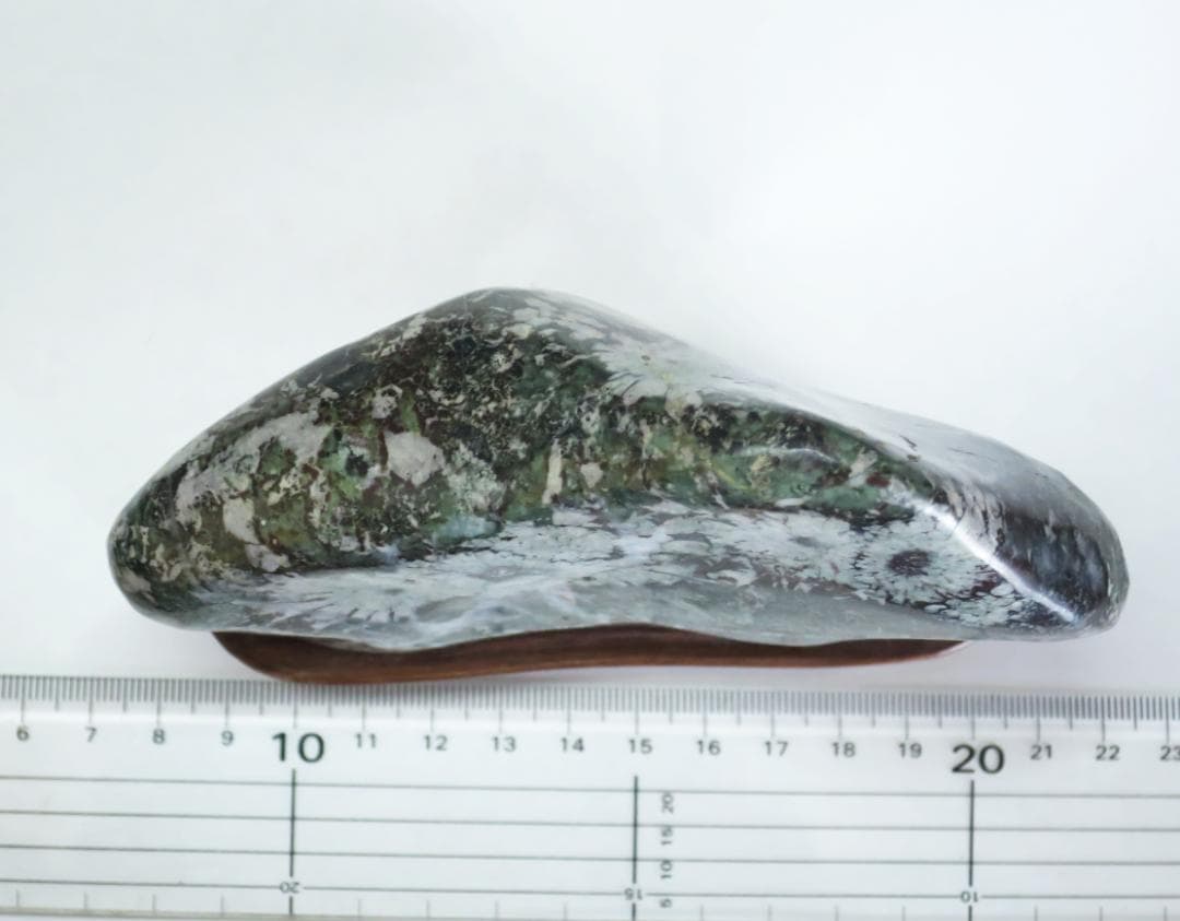 菊花石 　根尾菊花石 緑地に白花　鑑賞石　水石 盆栽