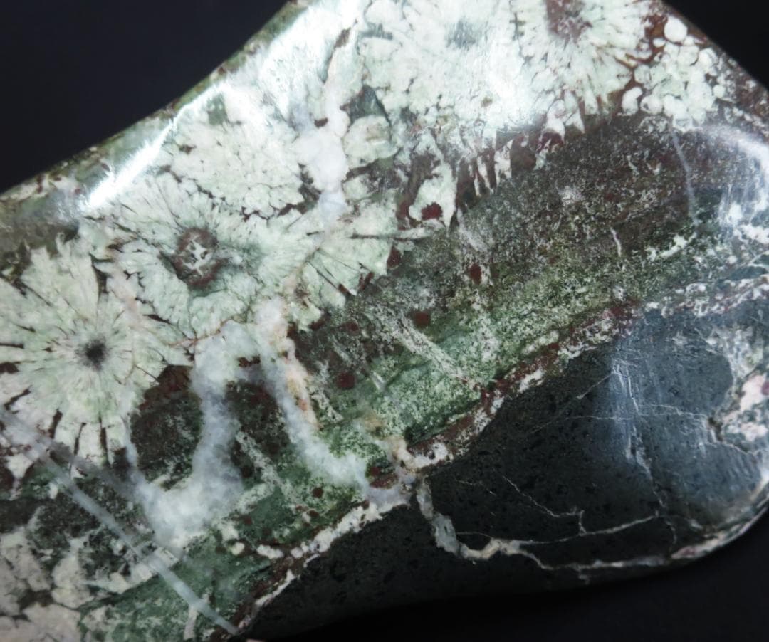 菊花石 　根尾菊花石 緑地に白花　鑑賞石　水石 盆栽