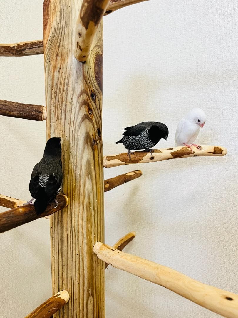 【中型鳥用】螺旋状♪ビビリさんにもすぃすぃ登れるバードスタンド