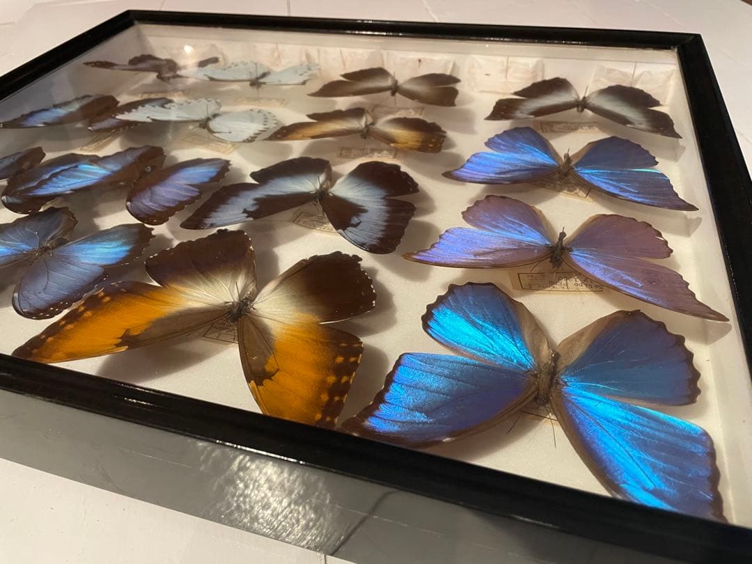 【蝶標本】タイヨウモルフォ他