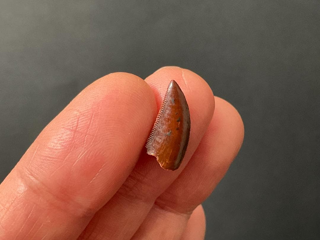 恐竜の歯 化石 [DS359] アベリサウルス 恐竜の化石