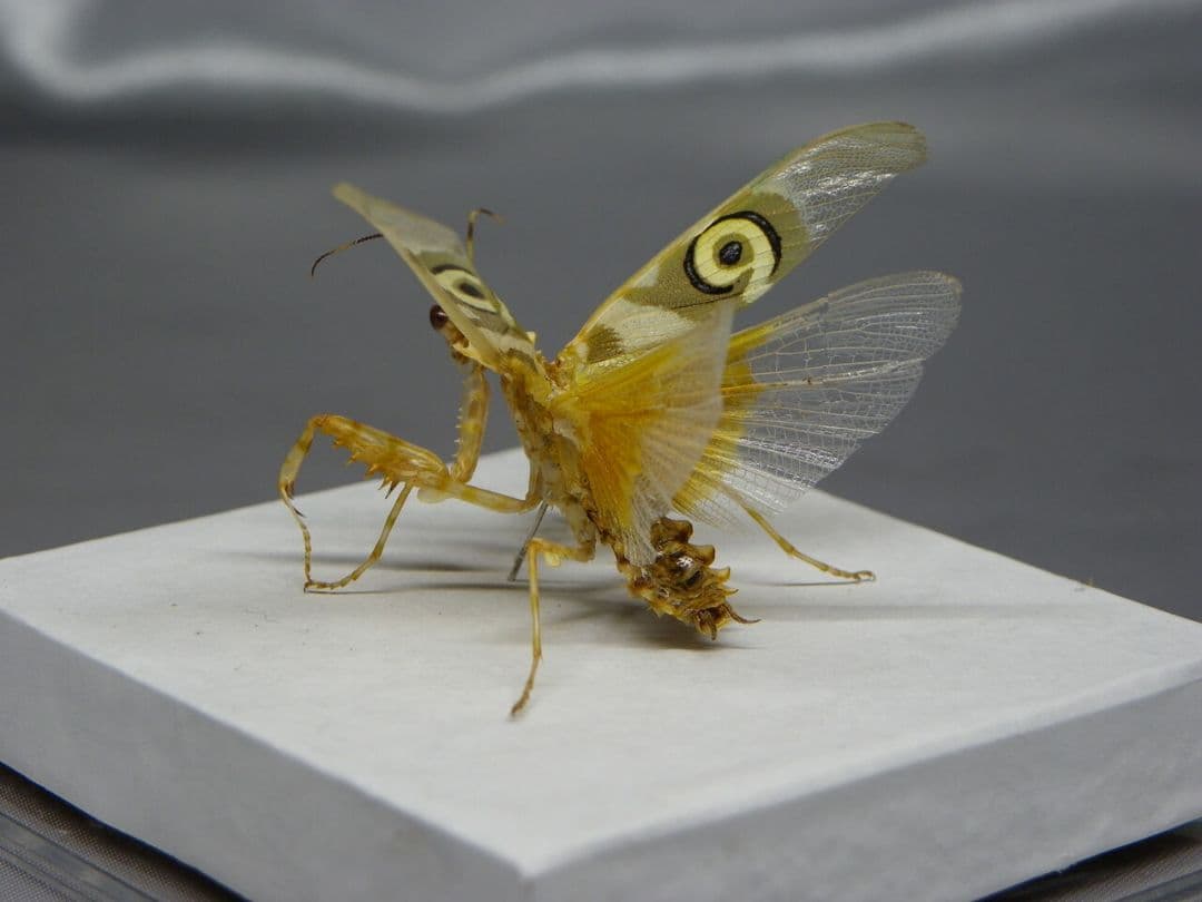 アフリカメダマカマキリ　ペア　立体標本