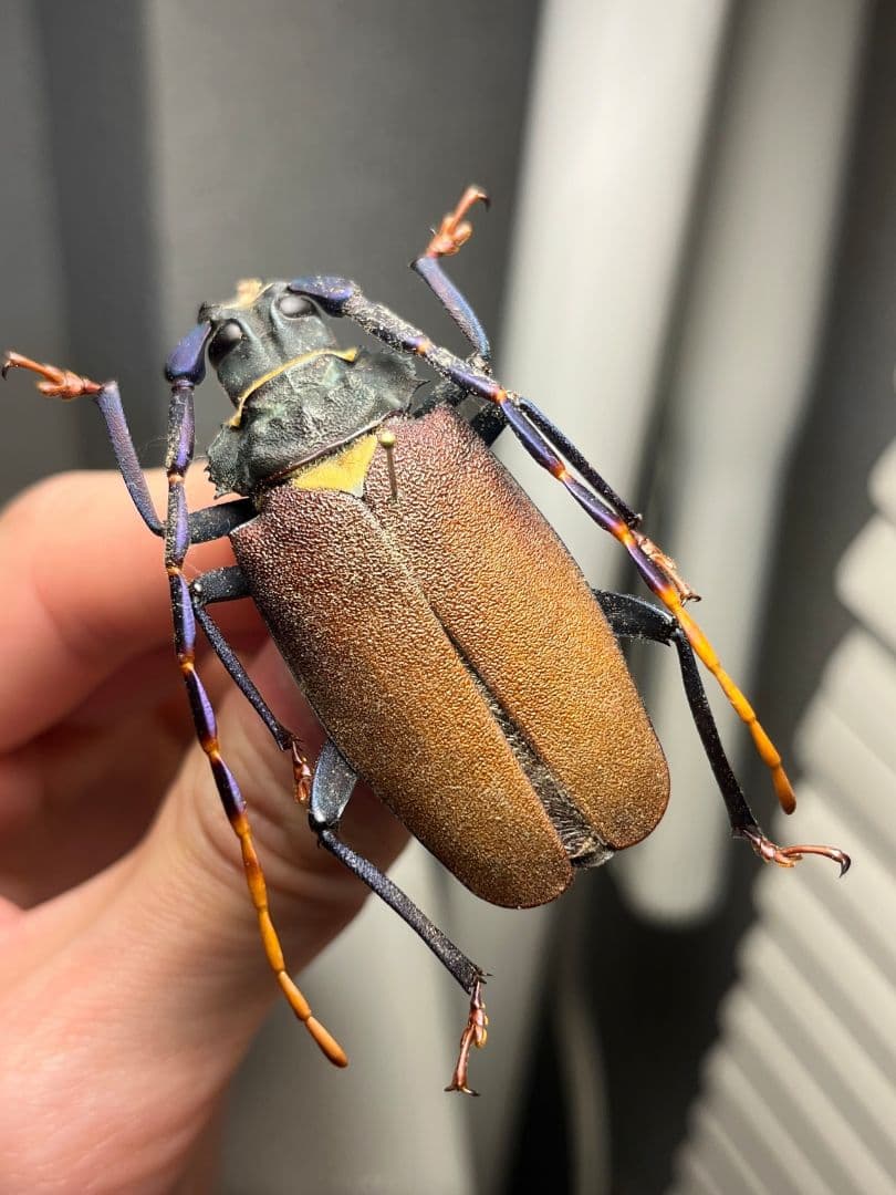 【53mm】ルリヒゲノコギリカミキリ 標本ナンベイオオタガメ ハナムグリカナブン