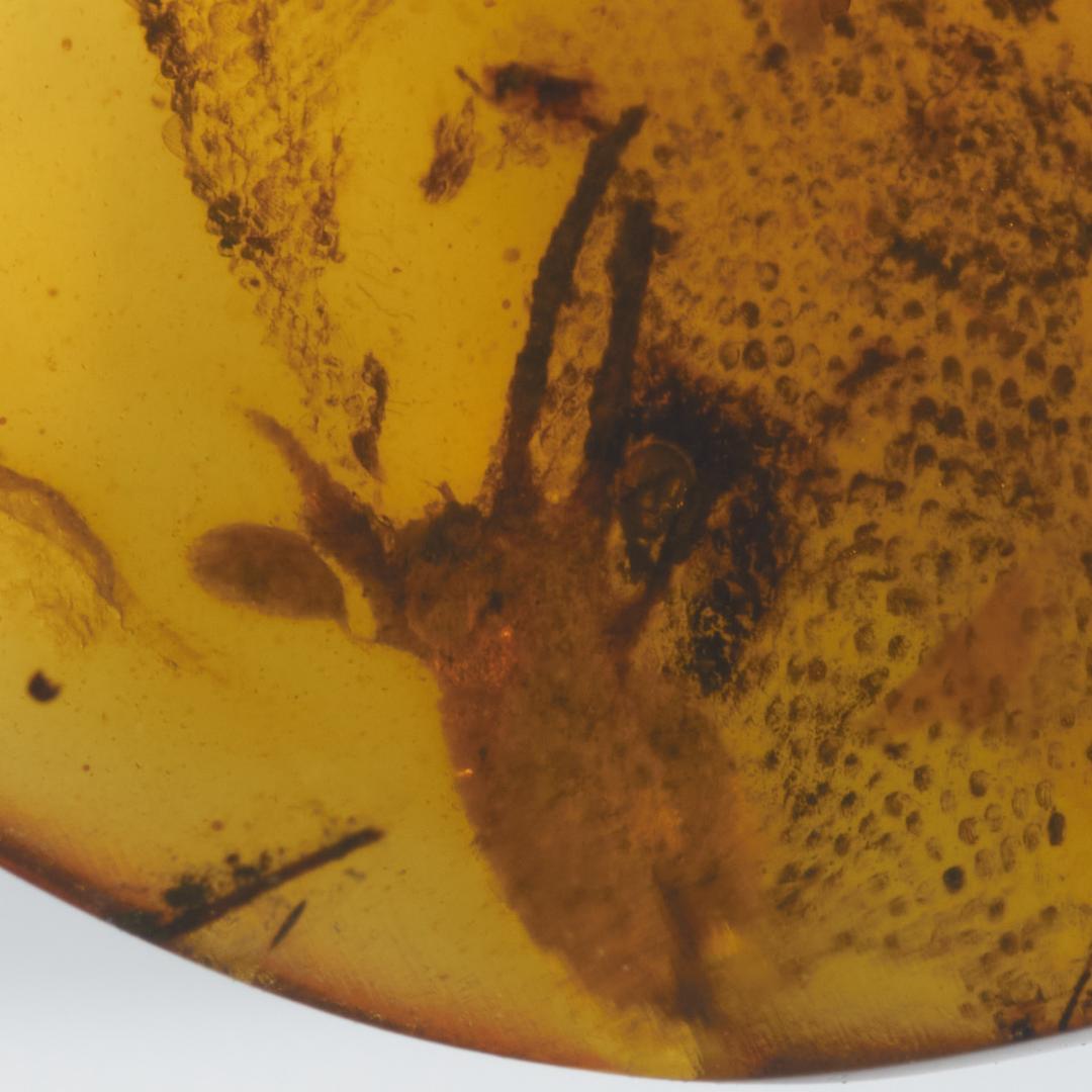 レア極上品 PA0046虫入り琥珀化石　ミャンマーカムティかタナイ9900万年前