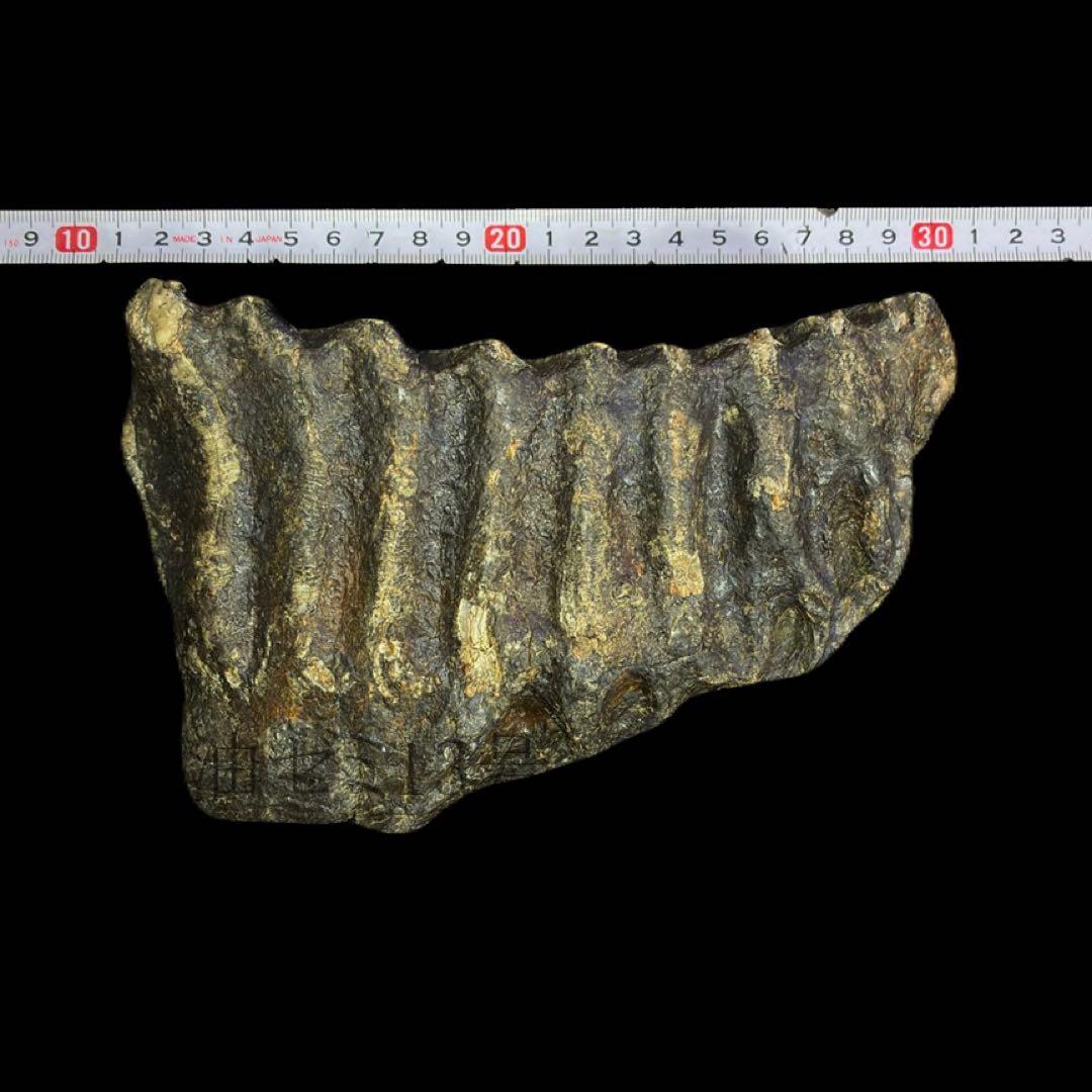 ナウマンゾウ　臼歯　化石　コレクション　標本