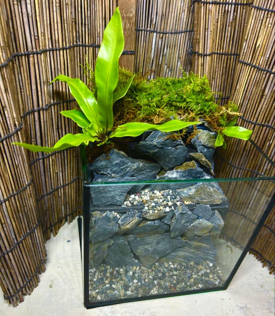 水の流れる滝テラリウム水槽　オールガラス20センチ