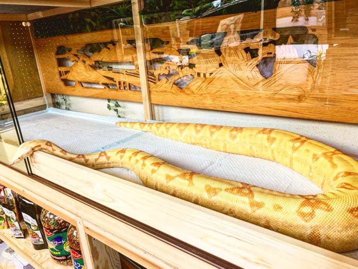 和風爬虫類用ケージ