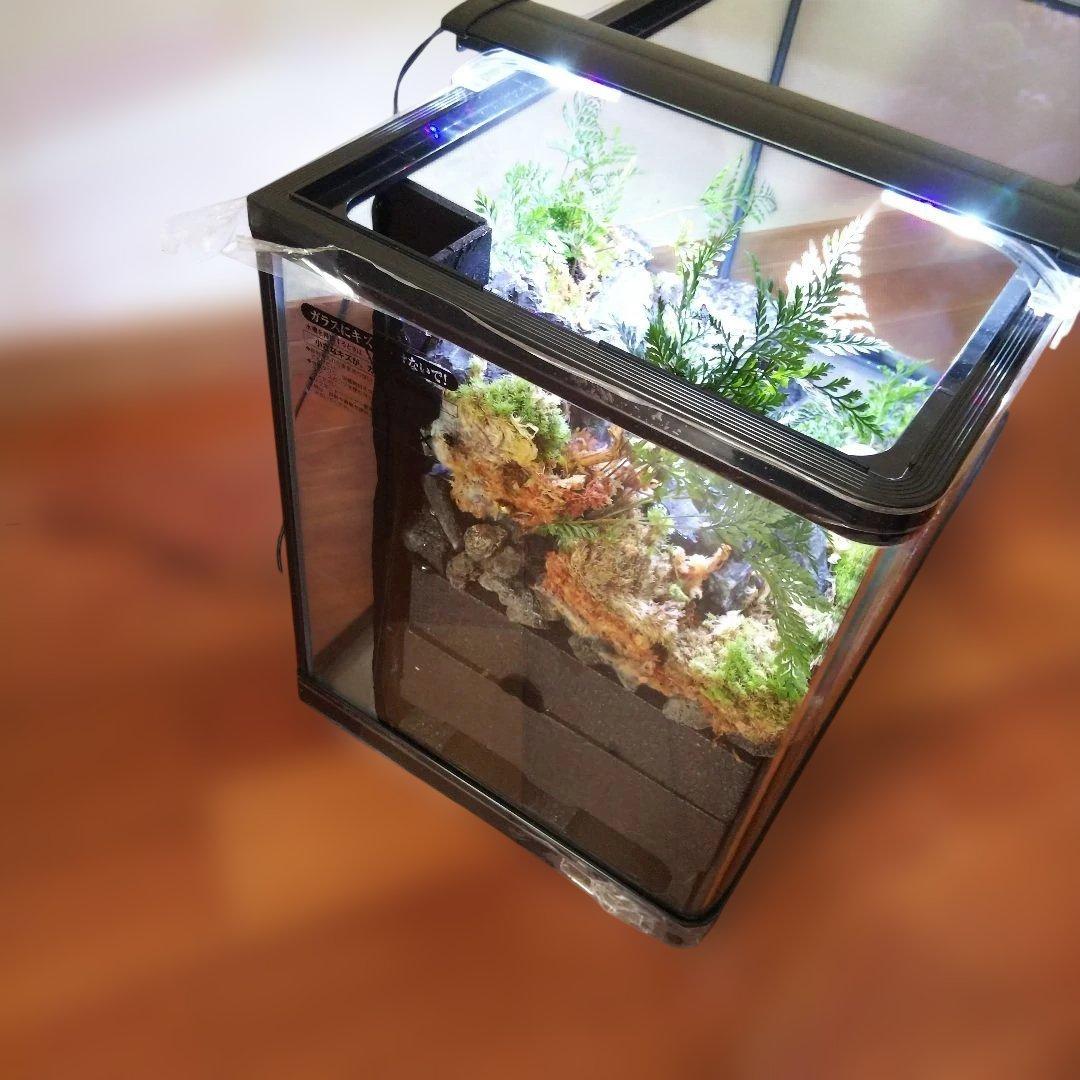 【受注生産】６0センチ水槽アクアテラリウム　イモリウム　苔テラリウム　テラリウム