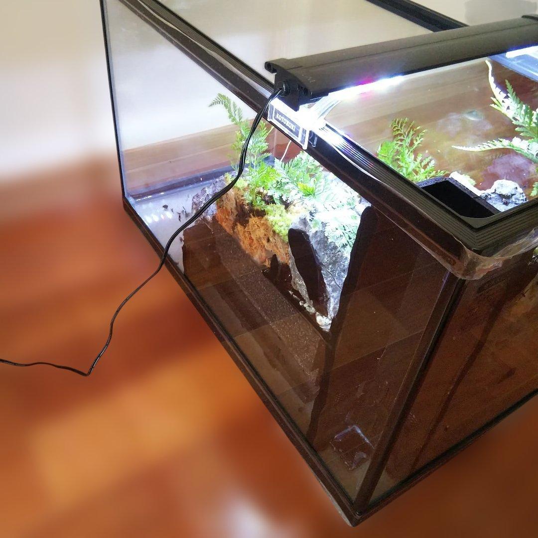 【受注生産】６0センチ水槽アクアテラリウム　イモリウム　苔テラリウム　テラリウム