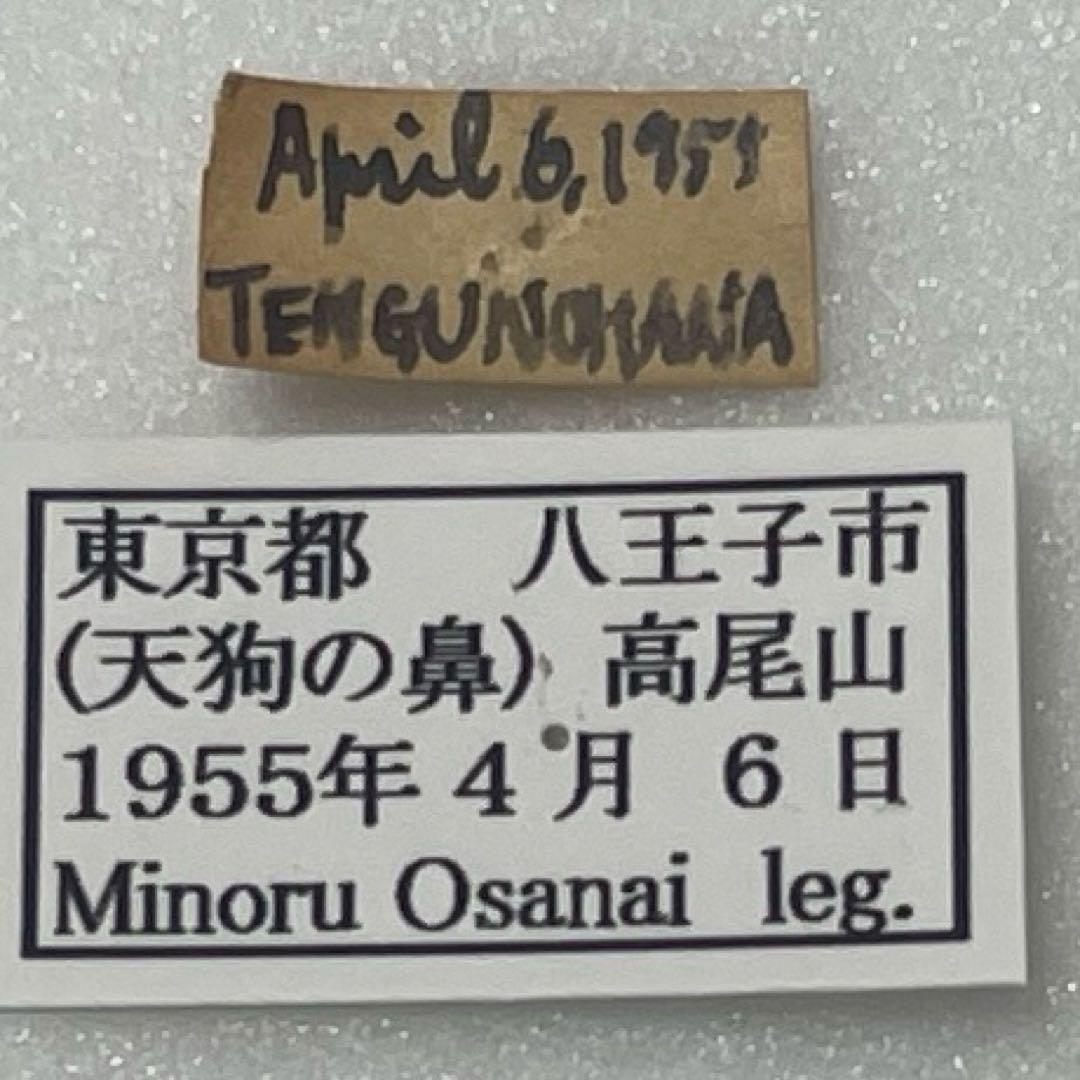 ギフチョウ　絶滅産地　希少品