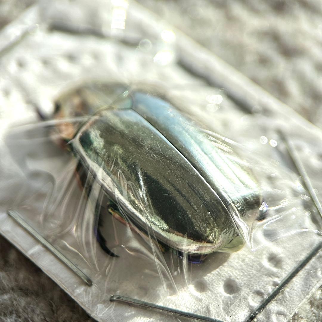 26009 クリサルギレアプラチナコガネ