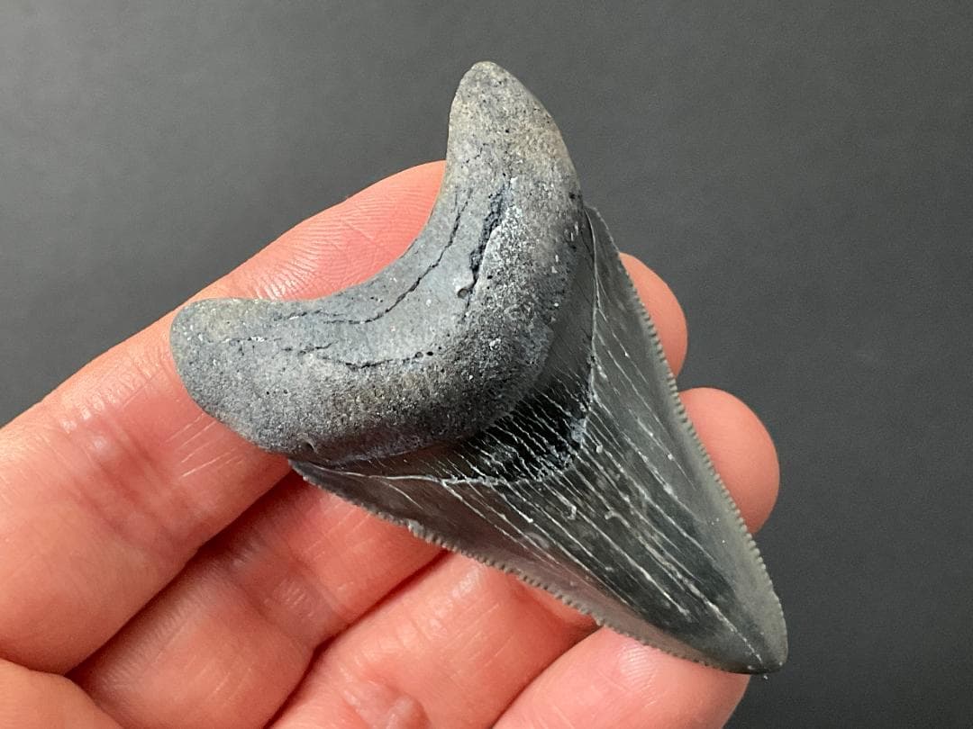 メガロドンの歯 [MG208] 化石