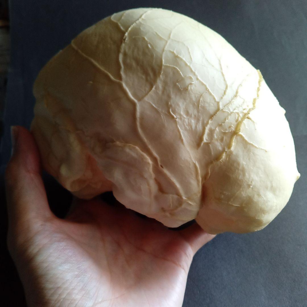 Brain　脳　Born Clones　アメリカ製　模型