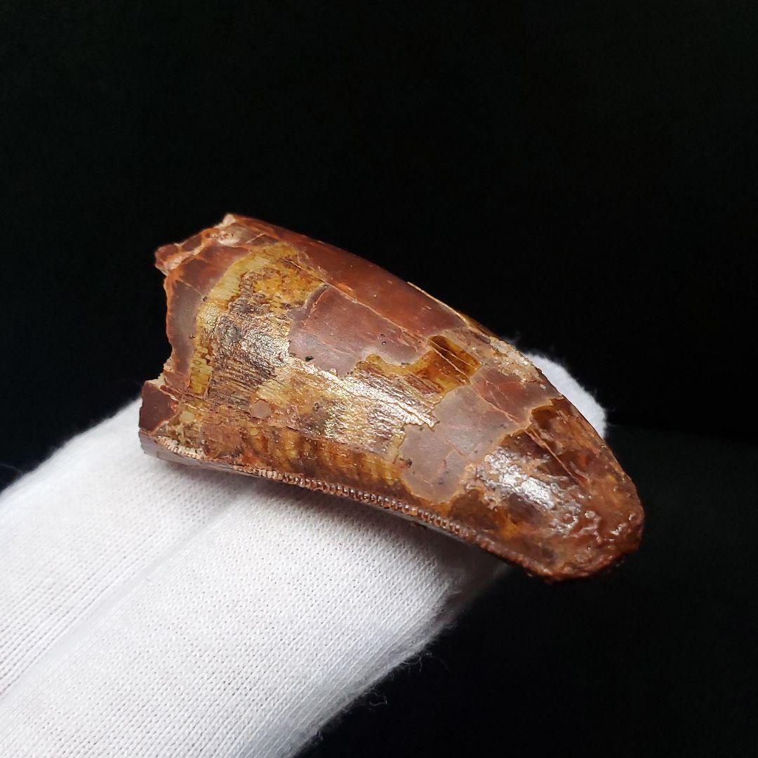 カルカロドントサウルス 歯 化石 本物 モロッコ産 45.08mm  fca10