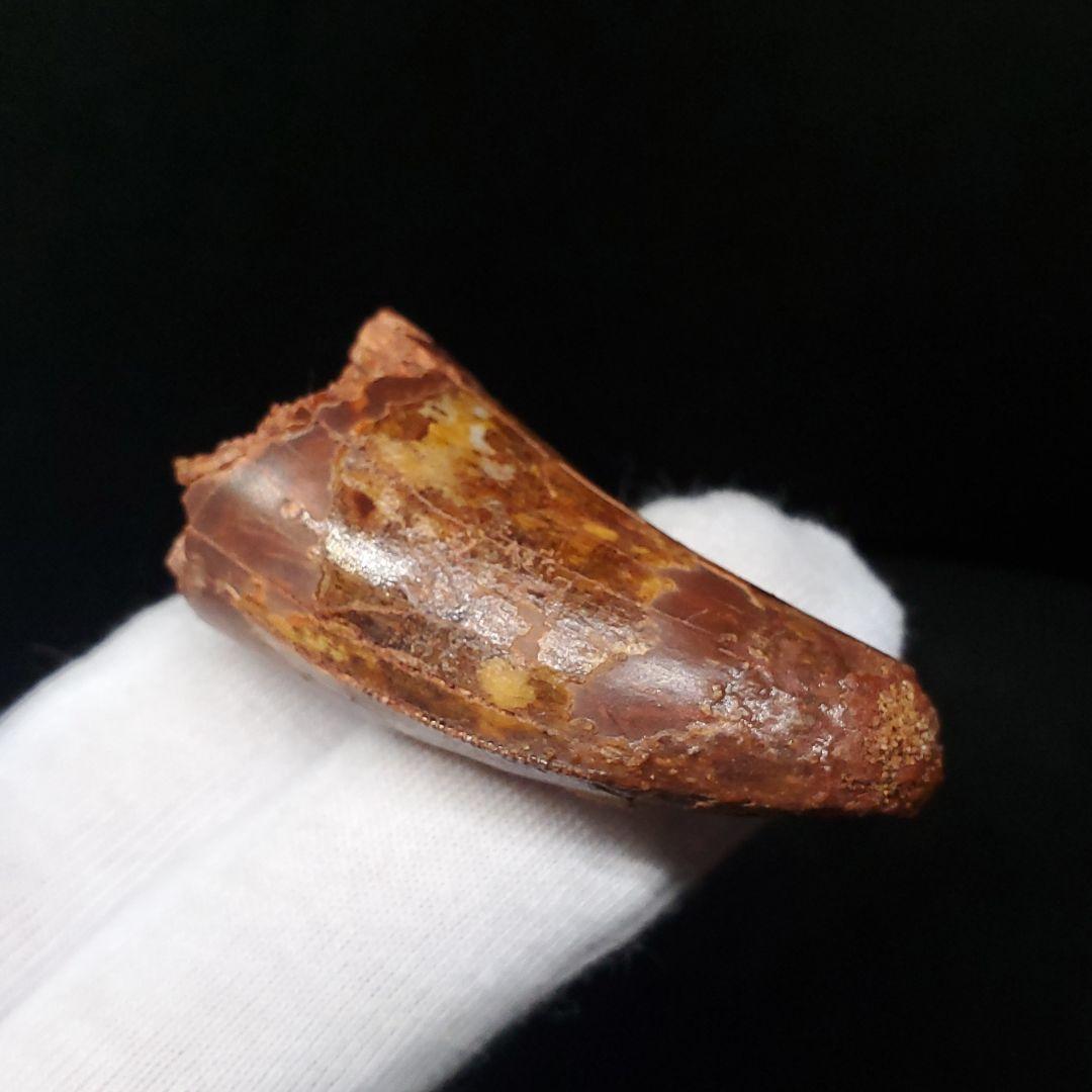 カルカロドントサウルス 歯 化石 本物 モロッコ産 45.08mm  fca10