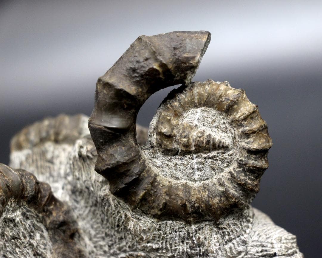 【限定値下げ中】博物館級 異常巻 アンモナイト 7化石密集 アイノセラス 高品質